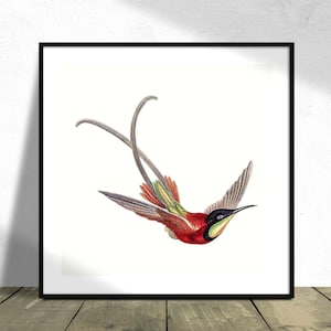 Colibrì vintage colorato I Stampa quadrata, Poster quadrato, Uccello vintage, Riproduzione di poster, Decorazioni naturali, Poster botanico, Bellissimo uccello