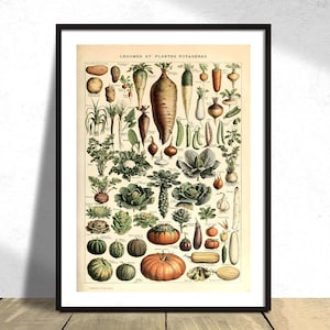Può includere: Un'illustrazione botanica vintage di diverse verdure e ortaggi a radice, tra cui carote, cipolle, aglio, patate e zucche. L'illustrazione è in una cornice nera e ha il testo "LEGUMES ET PLANTES POTAGERES" in alto.