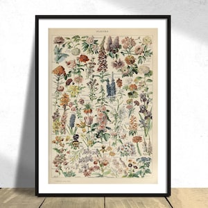 Fleurs E - Adolphe Millot / Botanical Print Plants Poster, Vintage Flower Print, Collezione di Adolphe Millot, Vintage Original