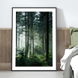 May include: A photograph of a misty forest with tall trees and green foliage. The sun shines through the trees, creating a warm glow.