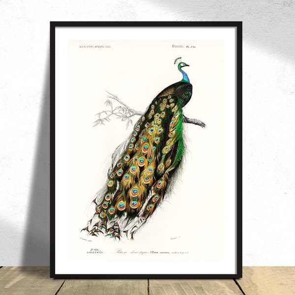 Indian Peafowl Charles Dessalines D' Orbigny - Printed Poster, Vintage Insect, Wild Animal, Botanical History Illustration 8x10