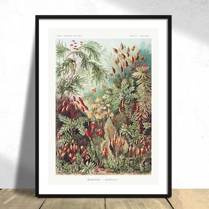 Muscinae Laubmoose - Ernst Haeckel | Botanic Print, Vintage Flower, Poster Reproduction, Retro Print, German Art, Natural Flowers, Floral