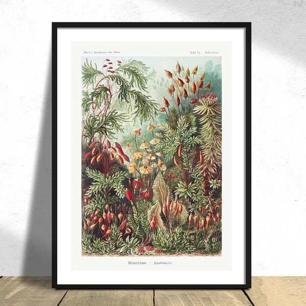 Muscinae Laubmoose - Ernst Haeckel | Botanischer Druck, Vintage Blume, Poster Reproduktion, Retro Print, Deutsche Kunst, Natürliche Blumen, Floral