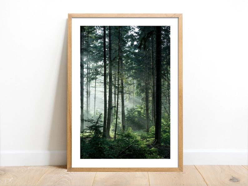 May include: A framed photograph of a misty forest scene with tall trees and sunlight filtering through the branches.
