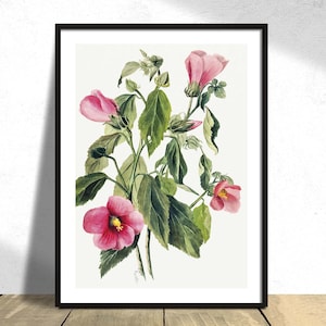 Rose Gentian (Sabbatia angularis) - Mary Vaux Walcott / Vintage Poster, Plands Print, Old Illustration, Flowers Decor, Beautiful Flower Dec