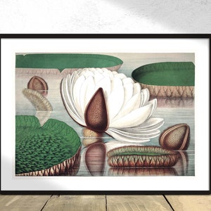 May include: A vintage botanical illustration of a white water lily with green lily pads and brown seed pods. The lily is in bloom and has a large, white flower with a brown center. The lily pads are green and have a textured surface. The seed pods are brown and have a rough surface.