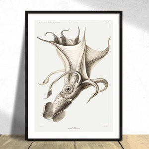 Cockeyed Squid - Carl Chun I Printed Poster, Natural Coral Reef, Aquatic Print, Botanical History, Marine World, Ocean Decor, Gift Idea, 5x7