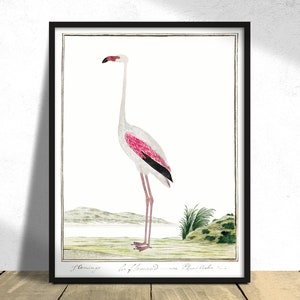Phoenicopterus Ruber Roseus Greater Flamingo - Robert Jacob Gordon | Vintage Bird Print, Poster Reproduction, Flamingo Print Flamingo Poster