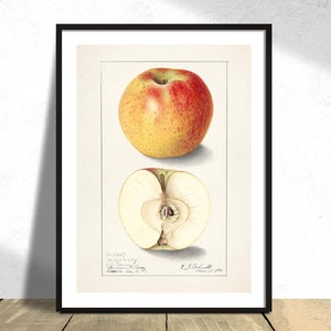 Puede incluir: Una ilustración botánica vintage de una manzana roja y amarilla. La manzana se muestra entera y en sección transversal. La ilustración está etiquetada como "Red Astrachan" y "E.J. Suddath, 1878".