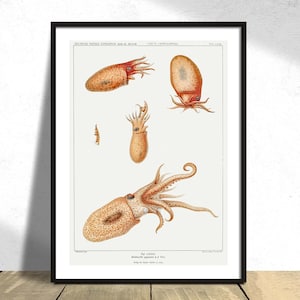 Vintage Bolitaena Octopus - Carl Chun - Printed Poster, Natural Coral Reef, Botanical History, Marine World, Ocean Decor Print, Gift Idea A3