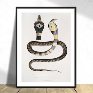 Könnte beinhalten: Eine Vintage-Illustration einer Kobra mit einem schwarz-weiß gemusterten Kopf und einem gelb-schwarz-blau gemusterten Körper. Die Schlange ist in einer defensiven Haltung mit erhobenem Kopf zusammengerollt.