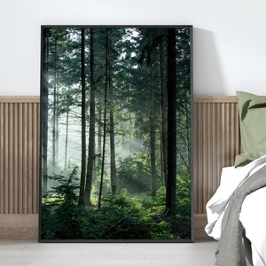 May include: A framed photograph of a lush green forest with sunlight filtering through the trees.