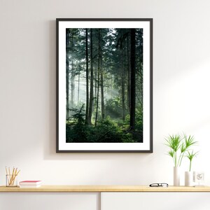May include: A framed photograph of a misty forest scene with tall trees and green foliage. The image is in a black frame and is hanging on a white wall.