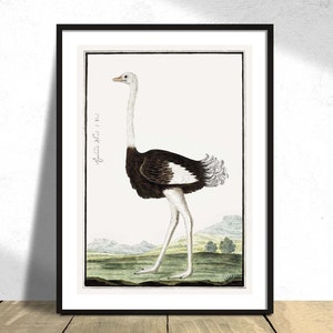 Struthio Camelus Struisvogel - Robert Jacob Gordon | Vintage Bird Print, Poster Reproduction, Ostrich  Poster, Ostrich Wall Art