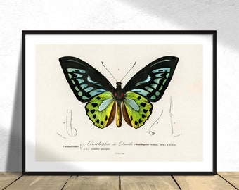 Ala de pájaro verde (Ornithoptera priamus) - Charles Dessalines D' Orbigny - Ilustración vintage, impresión de mariposa antigua, cartel de decoración, arte retro