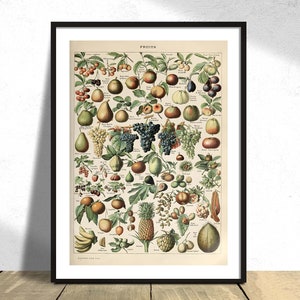 Frutas C - Adolphe Millot / Cartel de frutas, Ilustración vintage de frutas, Colección de Adolphe Millot, Original vintage, Impresión botánica