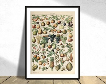 Fruits C - Adolphe Millot | Fruit Poster, Vintage Illustration of Fruits, Collection of Adolphe Millot, Vintage Original, Botanical Print