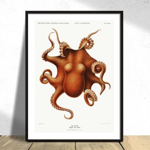 Octopus illlustration - Carl Chun - Printed Poster, Natural Coral Reef, Aquatic Print, Botanical History, Marine World Ocean Decor Gift Idea
