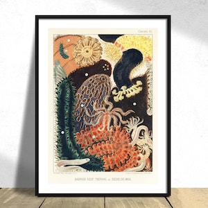 Barrera de arrecife Trepang o Bêche-de-Mer - William Saville-Kent - Cartel impreso, Coral natural, Pescado vintage, Impresión científica, Historia botánica