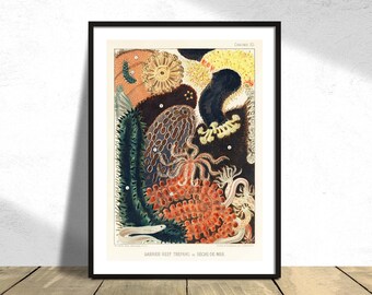 Barrier Reef Trepang or Bêche-de-Mer - William Saville-Kent - Printed Poster, Natural Coral, Vintage Fish, Science Print, Botanical History