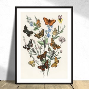 Farfalle e falene europee I - William Forsell Kirby / Stampa farfalla vintage, Illustrazione botanica, Poster retrò, Tipi di farfalle