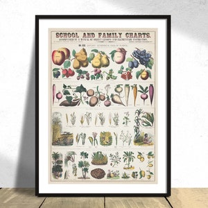 School- en gezinskaarten nr. XXII. botanisch economisch gebruik van planten - Natuurlijke print, plantenposter, Friut Art Kitchen Decor Biology Retro