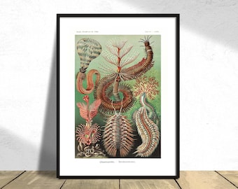 Chaetopoda - Borstenwürmer - Haeckel Ernst I Printed Poster, Annelida Decor,  Vintage Wall, Wild Animal, Natural Print