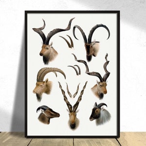 Puede incluir: Una ilustración vintage de ocho tipos diferentes de cabras salvajes con cuernos intrincados. Las cabras están representadas en un estilo detallado y realista con pelaje marrón, negro y blanco.
