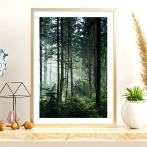 May include: A framed photograph of a lush green forest with sunlight streaming through the trees. The image is in a gold frame and is hanging on a white wall.