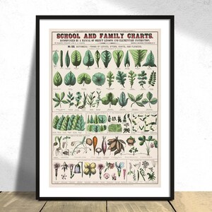 School- en gezinskaarten nr. XIX. Botanische vormen van bladeren, stengels, wortels en bloemen - Gedrukte poster, reproductiedecor, vintage muur A5