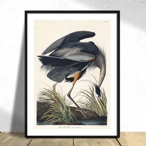 Grande airone azzurro di Birds of America- John James Audubon / Riproduzione poster, Uccello vintage, Vecchia illustrazione, Arte ornitologica, Idea regalo