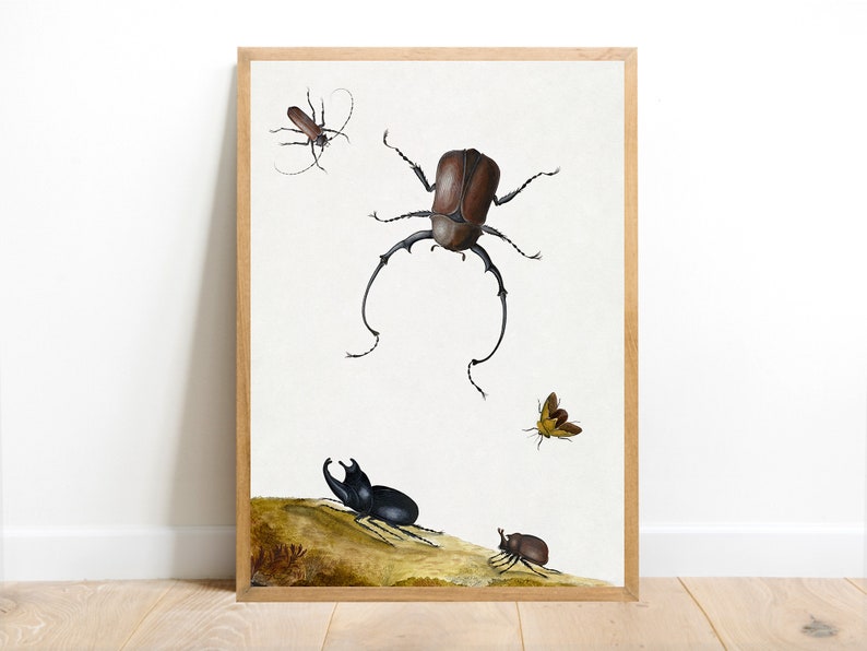 Four Beetles and a Flying Stink Bug - Nicolaas Struyck | Botanic Print ...