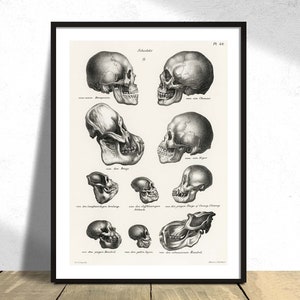 Mono humano y cráneos de mono - Schinz de Visser - Cartel médico, Animal salvaje, Arte botánico, Ilustración de historia, Anatomía de aprendizaje, Vintage