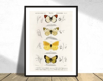 Differrent types of Butterfly I Charles Dessalines D' Orbigny - Printed Poster, Vintage Insect, Wild Animal, Botanical History Illustration