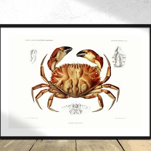Dungeness Crab - Albert I - Printed Poster, Natural Retro, Aquatic Print, Botanical History, Marine World, Gift Idea, Beach House Style 8x12