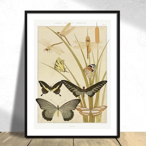 Papillons da L'animal dans la décoration - Maurice Pillard Verneuil / Vintage Butterfly Print, Illustrazione botanica, Tipi di farfalle