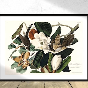 Coucou à bec noir de Birds of America - John James Audubon| Ornithologie Nature Print, Cockoo Poster, Reproduction Art, oiseau vintage, A3