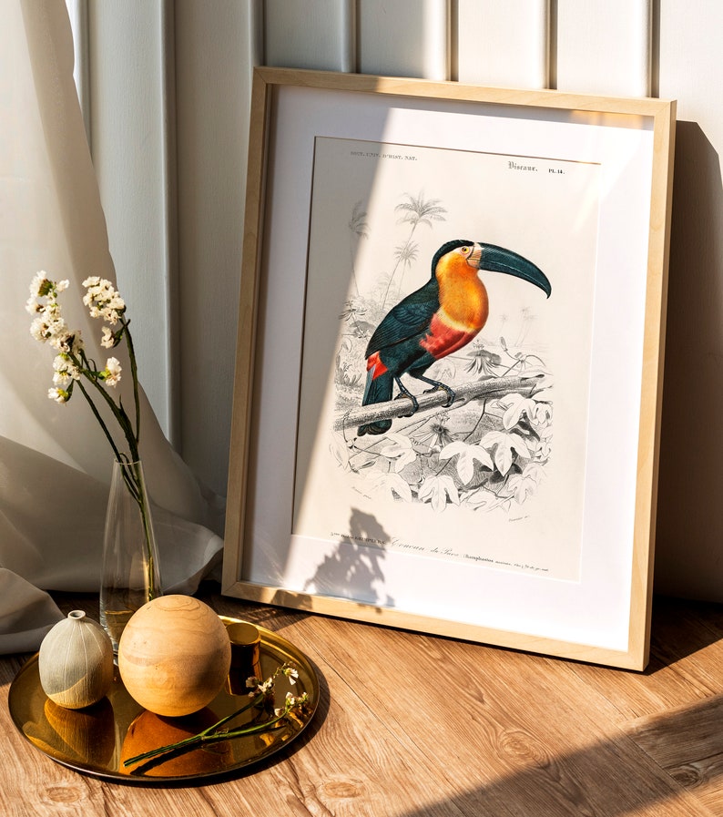 Toucan Ramphastos Charles Dessalines D' Orbigny Printed Poster, Vintage Bird, Wild Animal, Botanical History Illustration Science Print A3 image 6
