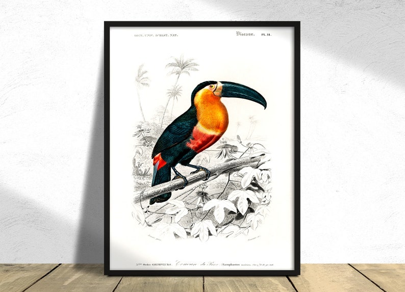Toucan Ramphastos Charles Dessalines D' Orbigny Printed Poster, Vintage Bird, Wild Animal, Botanical History Illustration Science Print A3 image 3