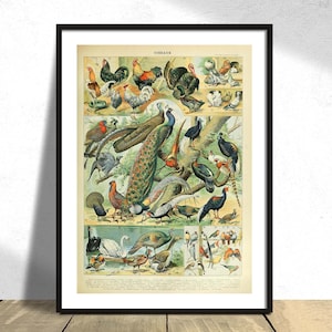 Birds C - Adolphe Millot | Vintage Birds Print, Animal Illustration, Retro Collection Poster, Types of Birds,History Art,Educational Diagram