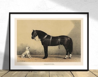 Orloffer (Orloff Horse) - Emil Volkers | Classic Art, Reproduction Print, Retro Poster, Horse Dec, Animal Art, Black Horse, White Dog Print