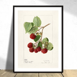 Op de afbeelding: Een vintage botanische illustratie van een frambozentak met rode bessen en groene bladeren. De illustratie is in zwart ingelijst en heeft een witte achtergrond. De tekst "No. 601. Rubus Idaeus. Raspberry.  Native. Britain." is onder de afbeelding gedrukt.