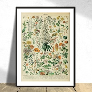 Fleurs B - Adolphe Millot / Impresión de flores vintage, Impresión de historia natural, Colección de Adolphe Millot, Original vintage, Carteles de plantas