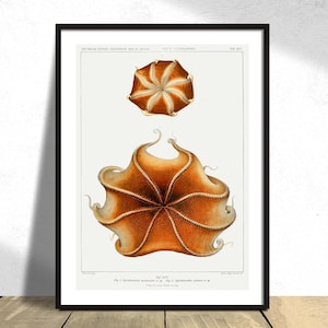 Cirrate Octopus - Carl Chun - Printed Poster, Natural Coral Reef, Aquatic Print, Botanical History, Marine World, Ocean Decor, Gift Idea A4