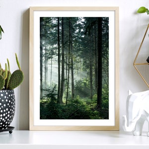 May include: A framed photograph of a forest scene with tall trees and sunlight streaming through the branches. The trees are green and the light is soft and warm.