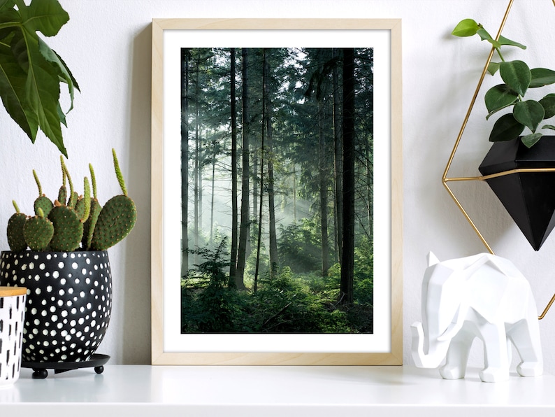 May include: A framed photograph of a forest scene with tall trees and sunlight streaming through the branches. The trees are green and the light is soft and warm.