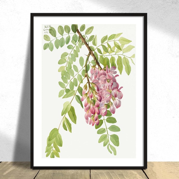 Neue mexikanische Heuschrecke (Robinia neomexicana) - Mary Vaux Walcott | Vintage Poster, Planen Druck, alte Illustration, Blumen Dekor, schöne Deko