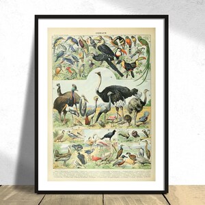 Birds D - Adolphe Millot | Vintage Birds Print, Animal Illustration, Retro Collection Poster, Types of Birds,History Art,Educational Diagram