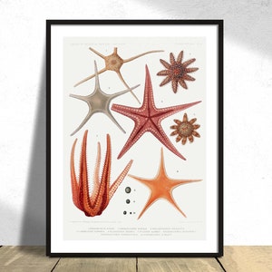 Starfish varieties set illustration - Albert I - Printed Poster, Natural Coral Reef, Aquatic Print,  Marine World, Ocean Decor, Gift Idea A5