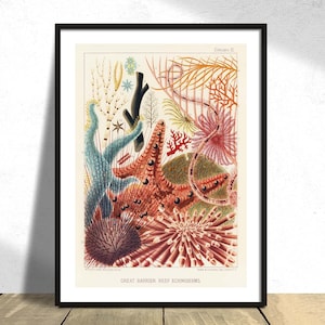Equinodermos de la Gran Barrera de Coral - William Saville-Kent - Póster impreso, Arrecife de coral natural, Plantas acuáticas, Impresión científica, Historia botánica